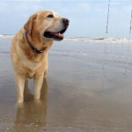 Boone on the beach, South Padre Island, TX.