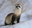 MUSTELLE the black-footed ferret: The thief 