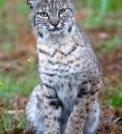 KITTOK the bobcat:The eyes and ears