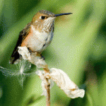 HUMMEKA the hummingbird: Air reconnaissance